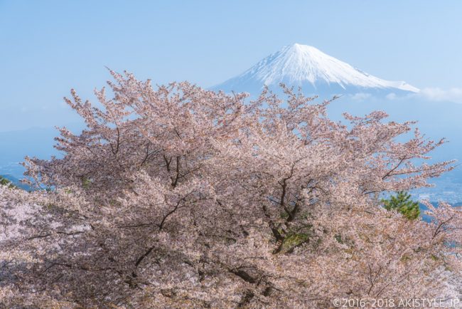富士市内の桜