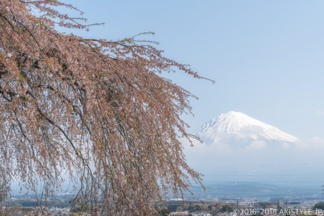 先照寺の枝垂れ桜と富士山