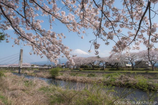 潤井川の桜並木と富士山