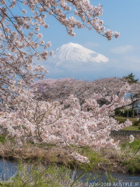 龍巌淵の桜並木と富士山