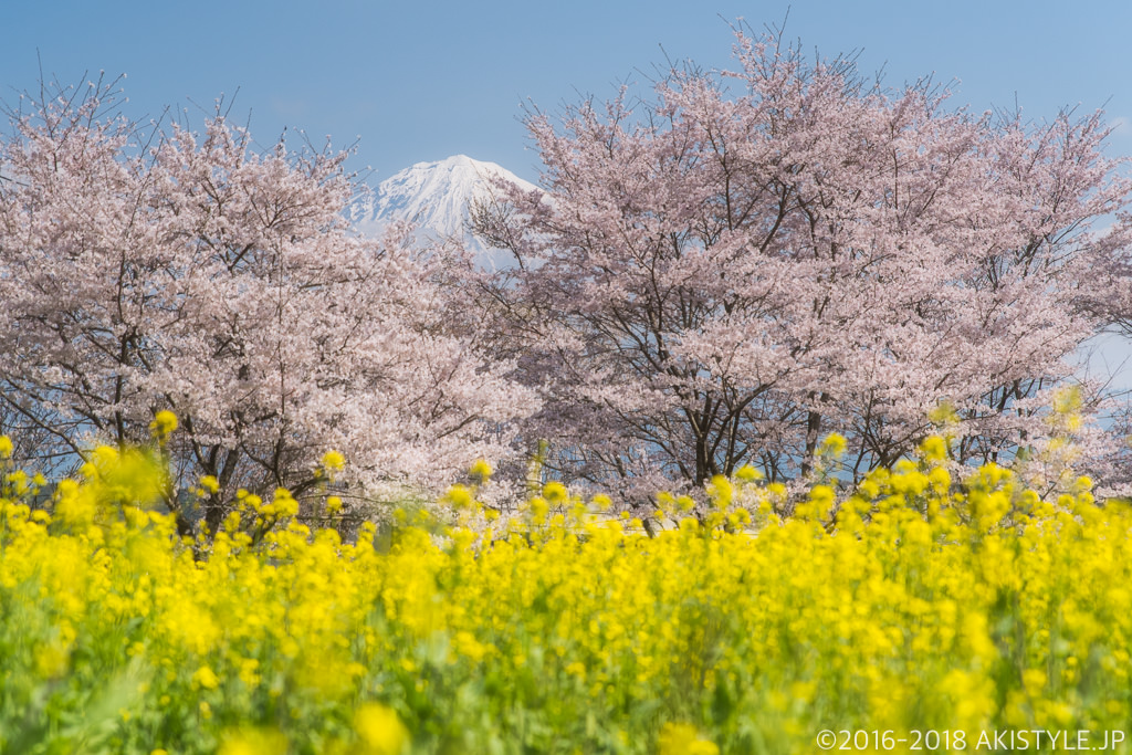 興徳寺の桜と菜の花と富士山