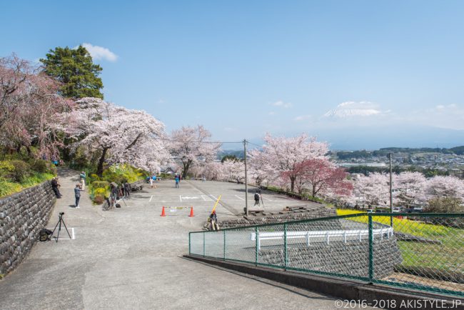 興徳寺の桜と富士山