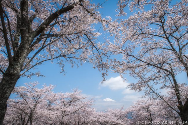 大石寺の桜と富士山
