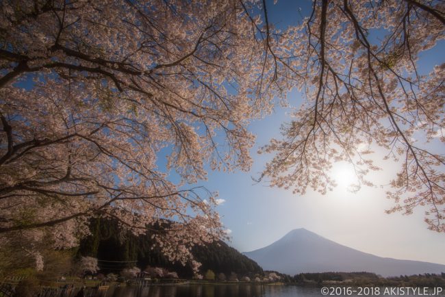 田貫湖の満開の桜