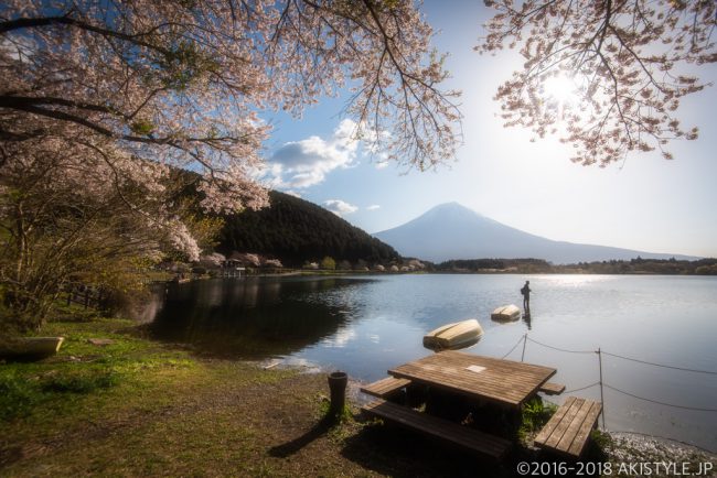 田貫湖の満開の桜と富士山