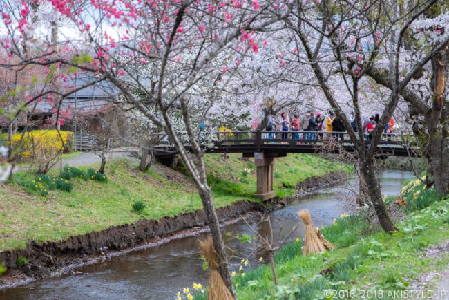 忍野八海の桜並木