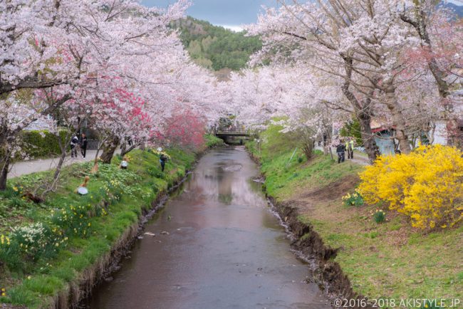 忍野八海の桜並木