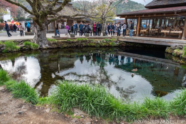 忍野八海の湧池