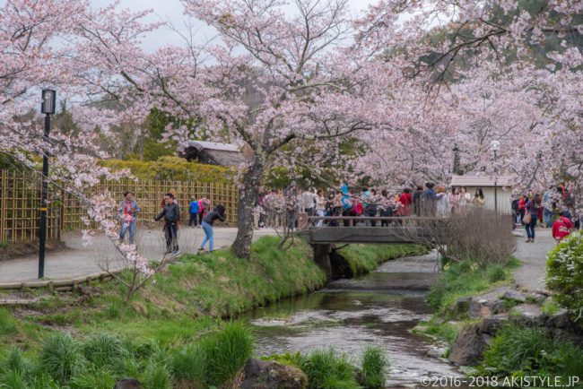 忍野八海の桜