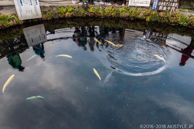 忍野八海