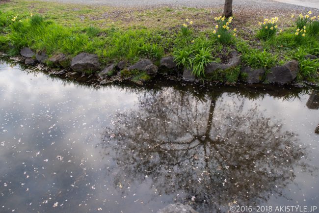 忍野八海、鏡池
