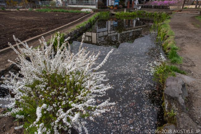 富士山の雪解け水の忍野八海!桜の咲く忍野村へ初めて足を踏み入れた…