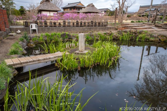 忍野八海、菖蒲池