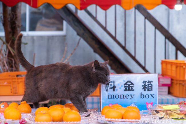 忍野八海