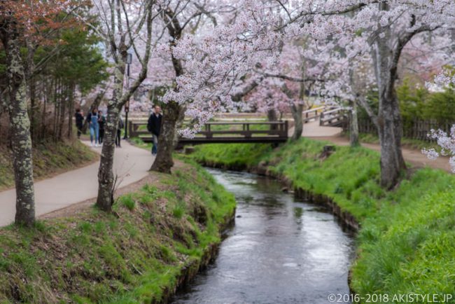 忍野八海の桜