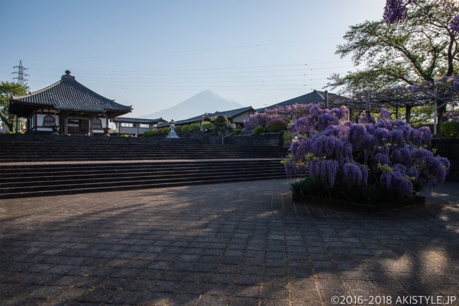 富士山と下之坊の藤の花