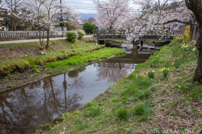 忍野八海、お宮橋と桜並木