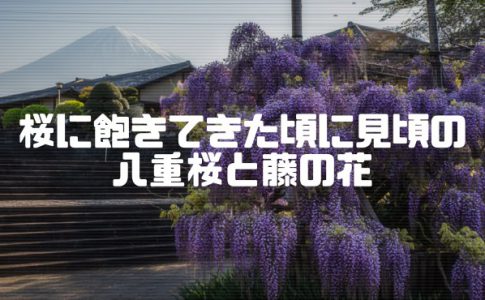 下之坊の藤の花と、富士山さくらの園の八重桜