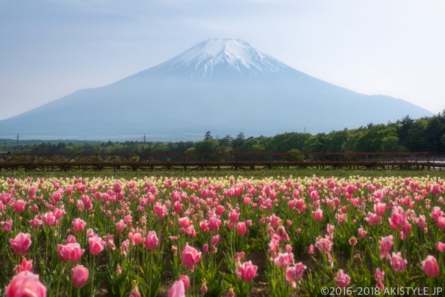 山中湖花の都公園のチューリップ畑と富士山