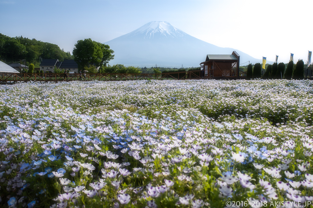 山中湖花の都公園のネモフィラと富士山