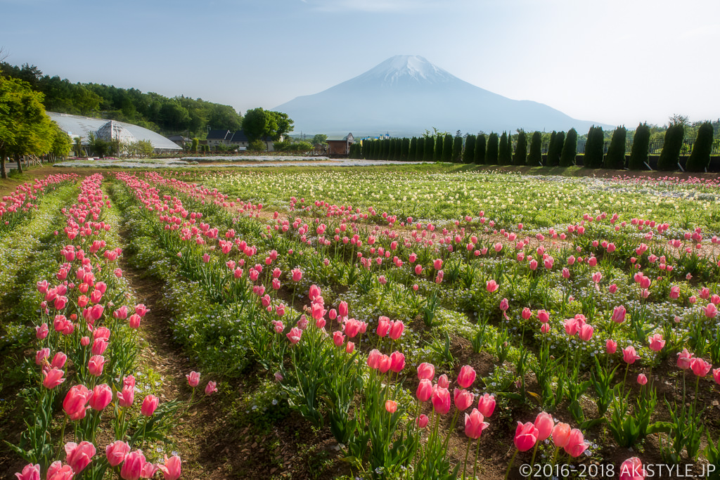 山中湖花の都公園のチューリップ畑と富士山