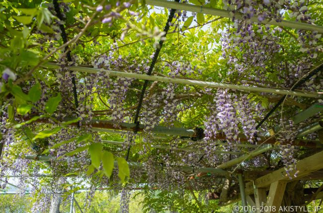 山中湖花の都公園の藤の花