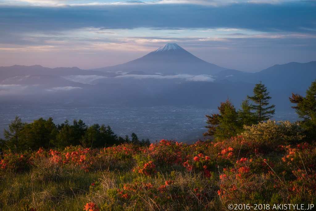 甘利山のレンゲツツジと富士山