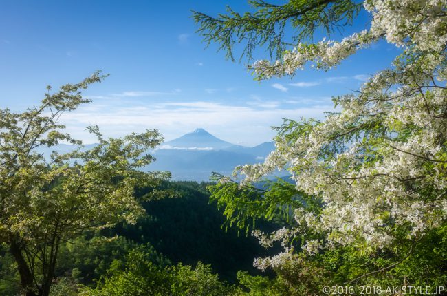 奥甘利山のズミの花と富士山