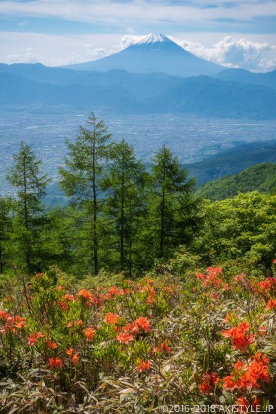 甘利山のレンゲツツジと富士山