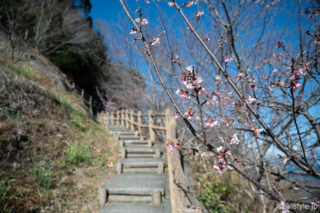 薩埵峠の寒桜