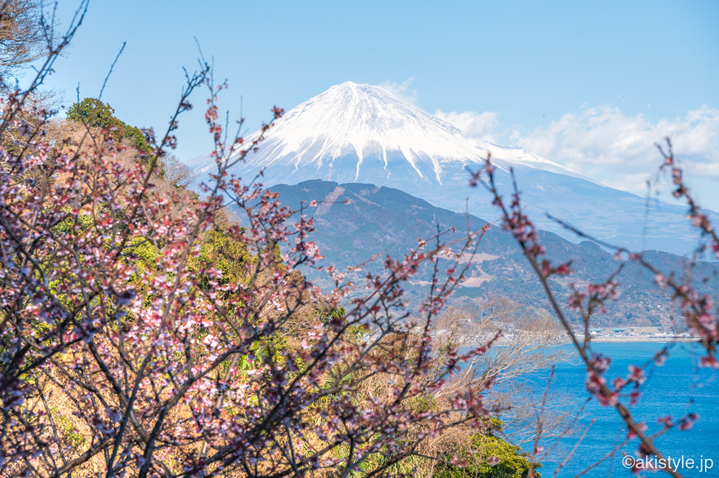 薩埵峠の寒桜と富士山