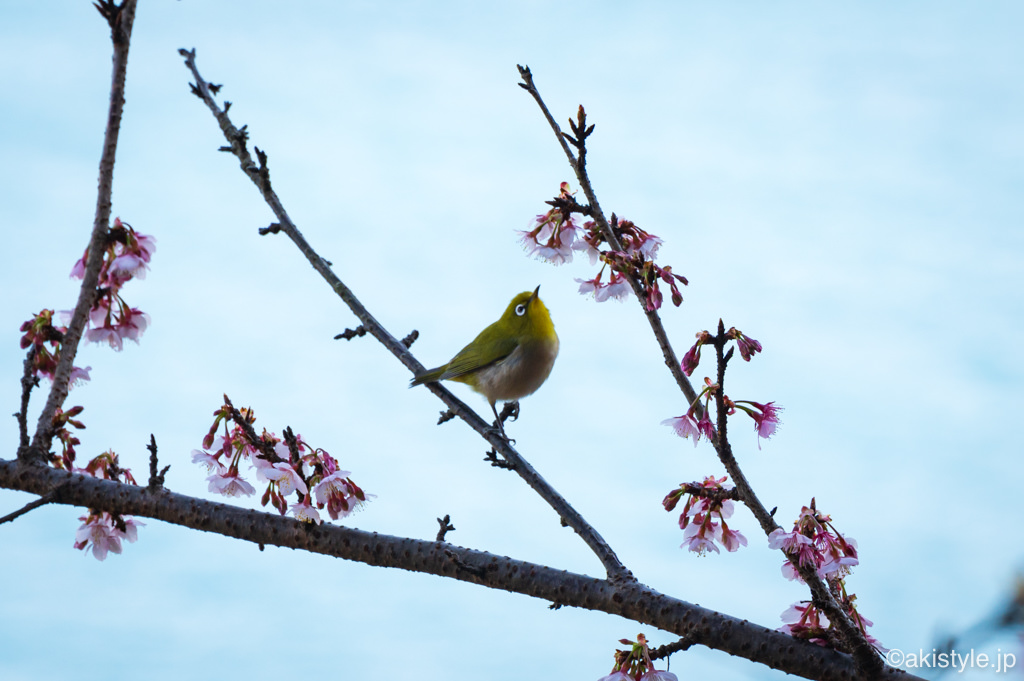 薩埵峠の寒桜とメジロ
