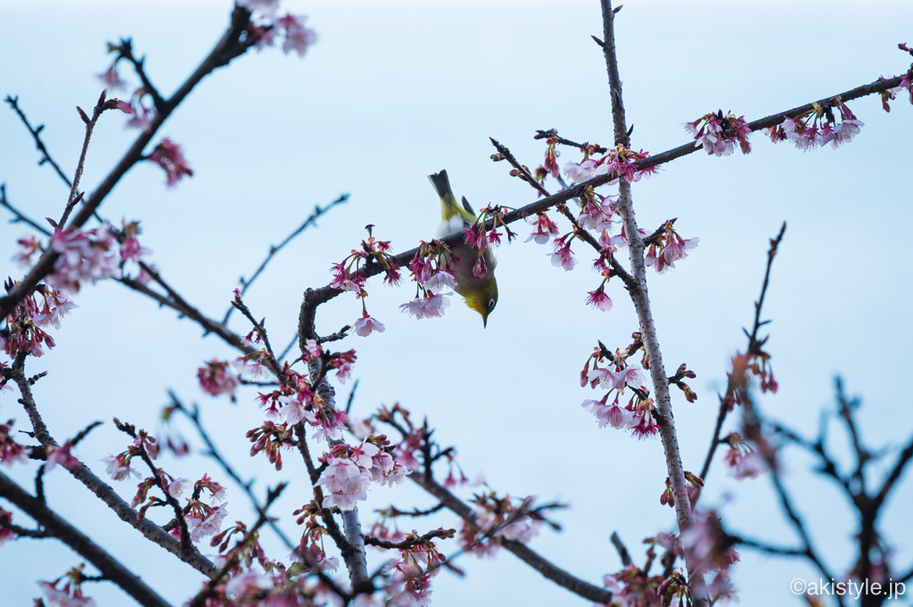 薩埵峠の寒桜とメジロ