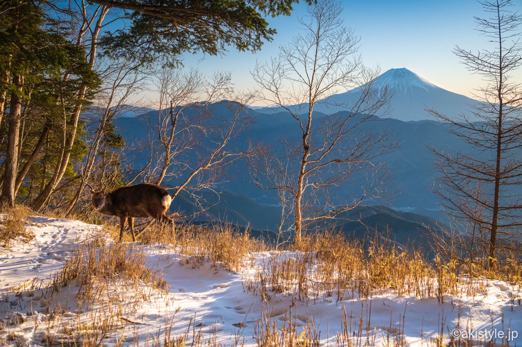 七面山の鹿と富士山