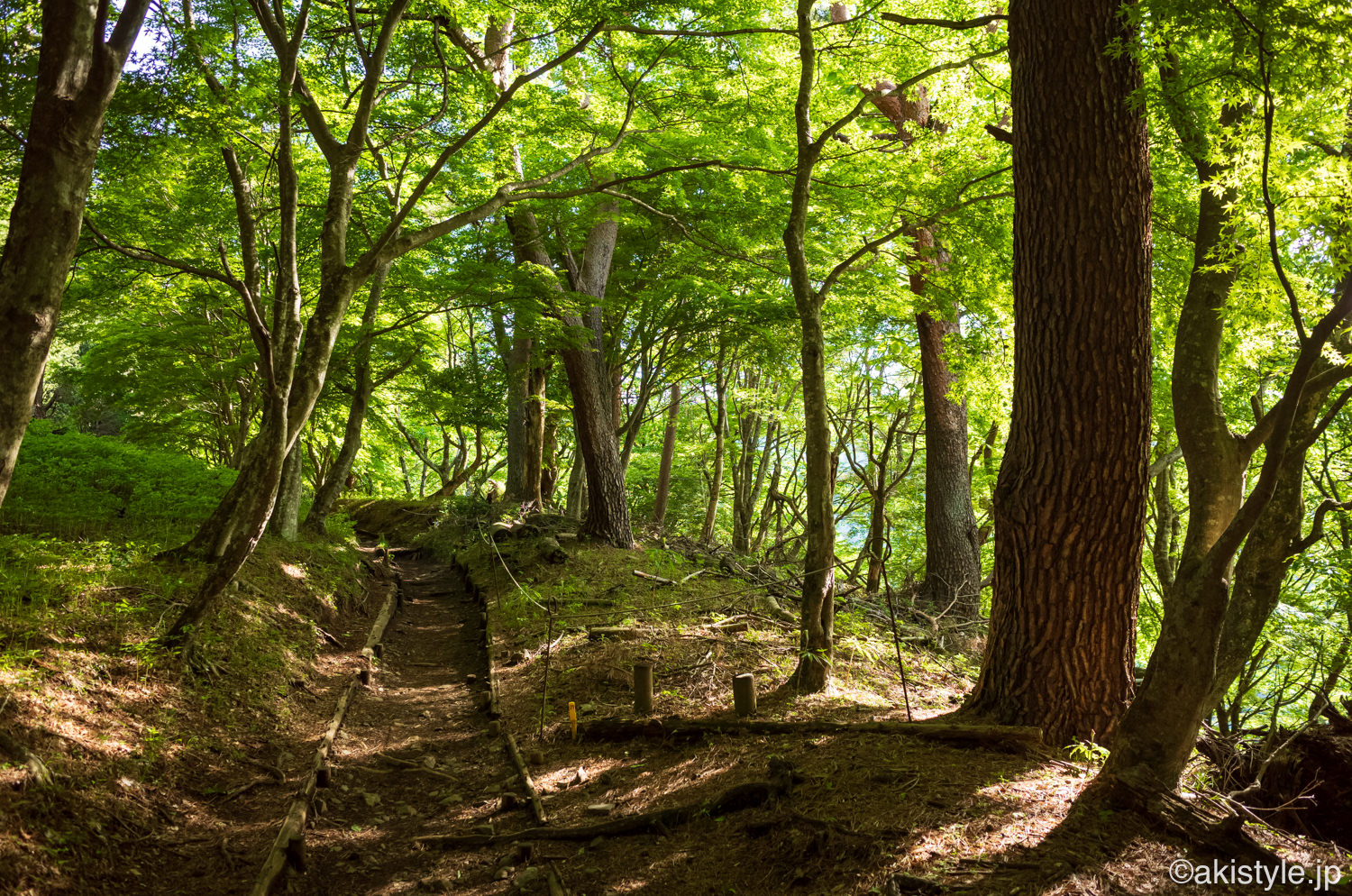 大倉尾根登山道