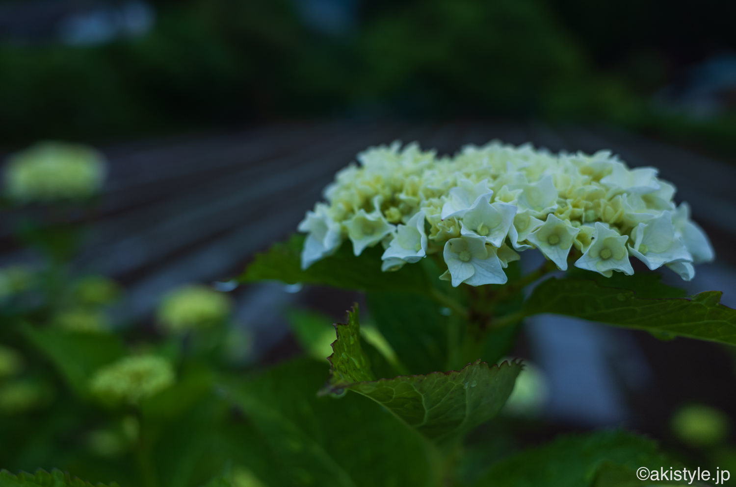 紫陽花